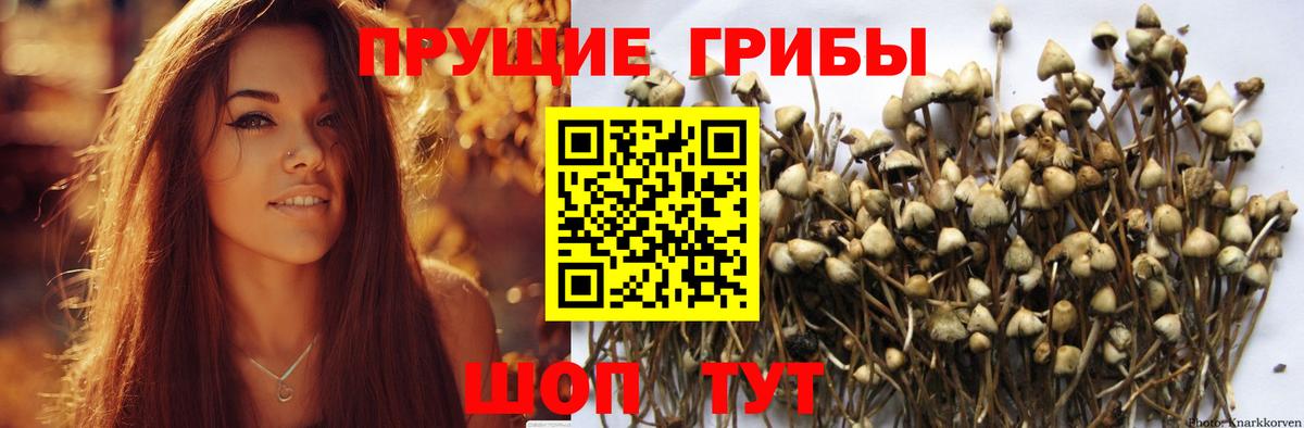 Псилоцибиновые грибы мицелий  Вход с VPN  купить наркотик  Сальск 